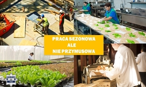 zdjęcie podglądowe